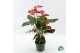 Anthurium andr. madural red royal 