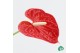 Anthurium andr. madural red royal 