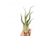 Tillandsia tillandsia caput medusa1 bl. 