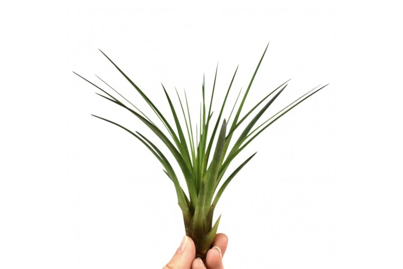 Tillandsia melanocrater 101594 tillandsia melanocrater1 bl. 