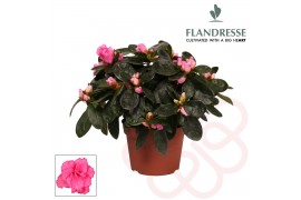 Rhododendron simsii roze Azalea Flandresse® roze 17+ cmcm diameter  pp