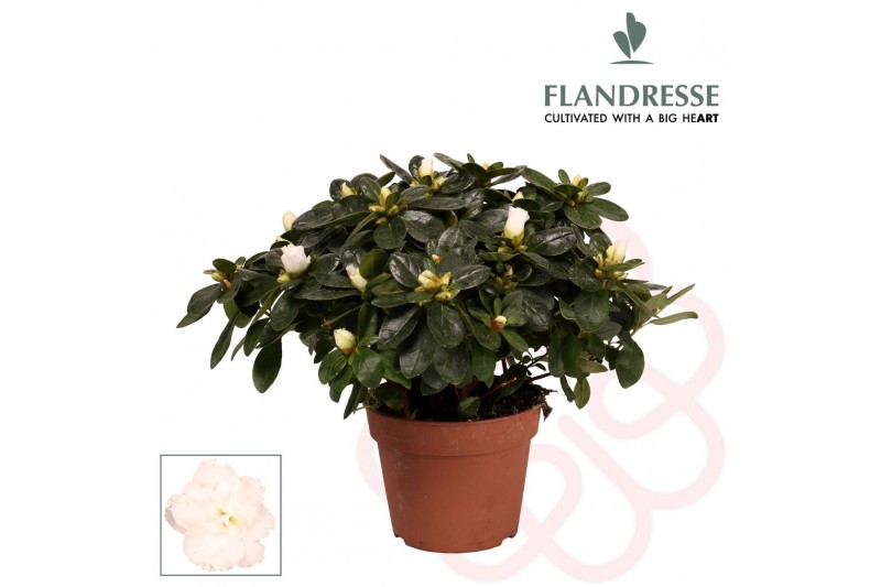 Rhododendron simsii wit Azalea Flandresse® wit 30 - 32 cmcm diameter   