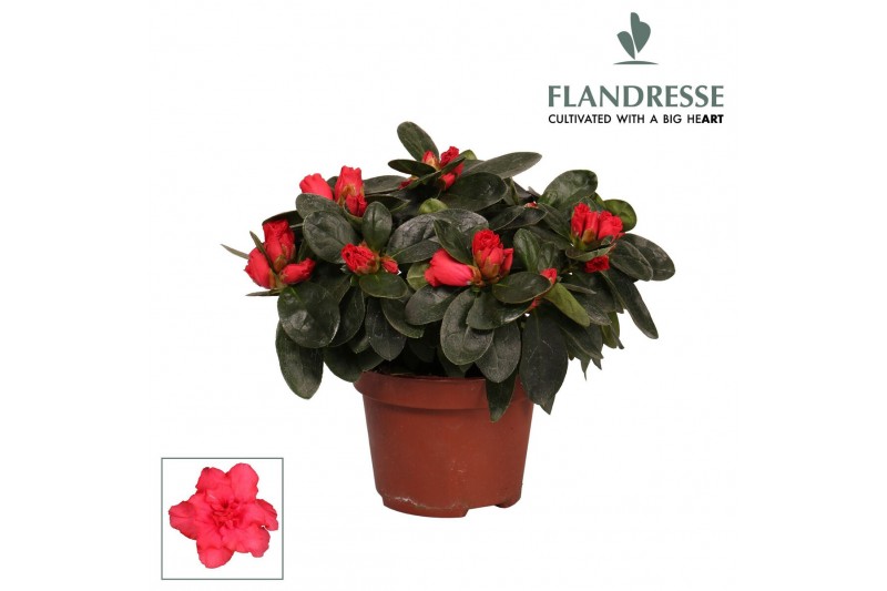 Rhododendron simsii rood Azalea Flandresse® rood 17+ cmcm diameter  pp 