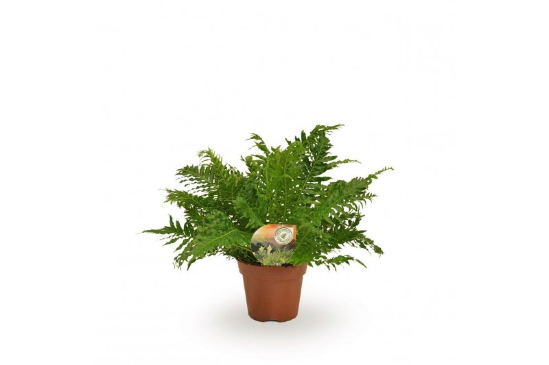 Blechnum silver lady 