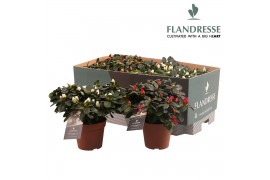 Rhododendron simsii Azalea Flandresse® mix tray rood & wit 22 - 25 cm2