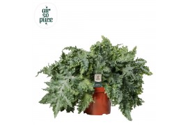 Phlebodium aureum davana Air So Pure