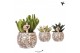 Succulenten mix Kolibri Greens Succulenten mix in Safari pot1 pp 