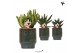 Succulenten mix Kolibri Greens Succulenten in Classy green1 pp 