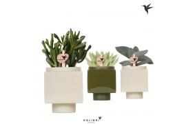 Succulenten mix Kolibri Greens Succulent mix in Cube pot green1 pp