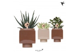 Succulenten mix Kolibri Greens Succulent mix in Cube pot brown1 pp