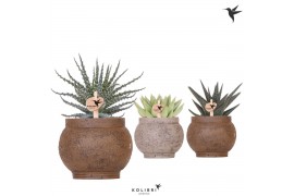 Succulenten mix Kolibri Greens Succulenten mix in Ancient pot brown mi