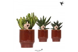 Succulenten mix Kolibri Greens Succulenten mix in Classy pot red1 pp
