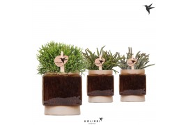 Rhipsalis mix Kolibri Greens Rhipsalis mix in Classy Cube pot1 pp