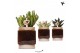 Succulenten mix Kolibri Greens Succulenten mix in Classy Cube pot1 pp 