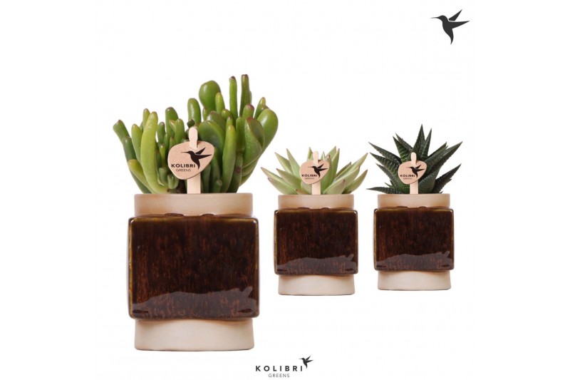 Succulenten mix Kolibri Greens Succulenten mix in Classy Cube pot1 pp 