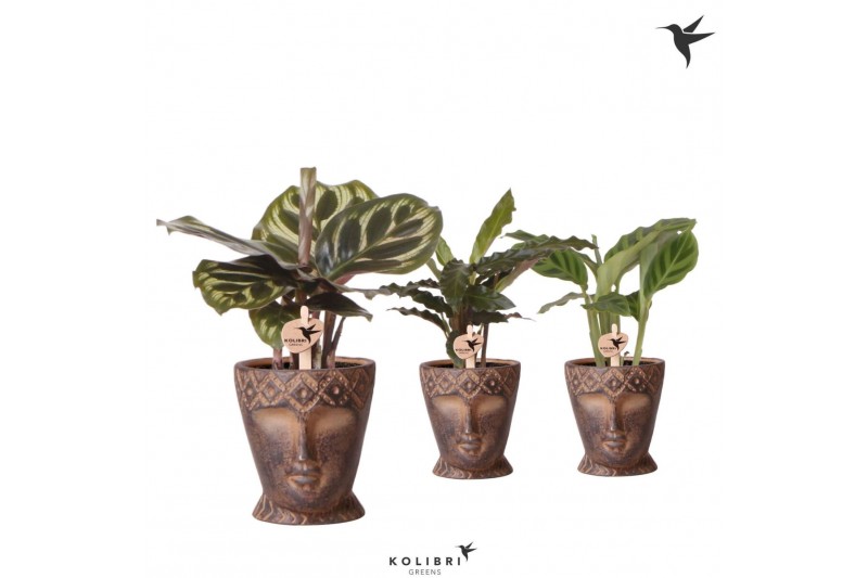 Calathea mix Kolibri Greens Calathea mix in Totem Mask pot1 pp 