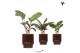 Calathea mix Kolibri Greens Calathea mix in Classy pot brown1 pp 