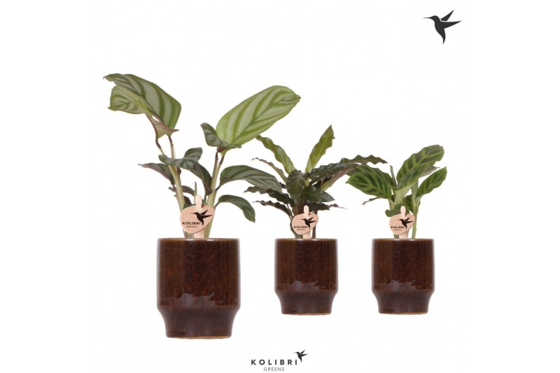 Calathea mix Kolibri Greens Calathea mix in Classy pot brown1 pp 