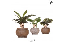 Calathea mix Kolibri Greens Calathea mix in Ancient pot brown1 pp