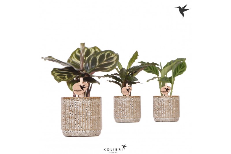 Calathea mix Kolibri Greens Calathea mix in Jaguar pot1 pp 