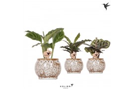 Calathea mix Kolibri Greens Calathea mix in Safari pot1 pp