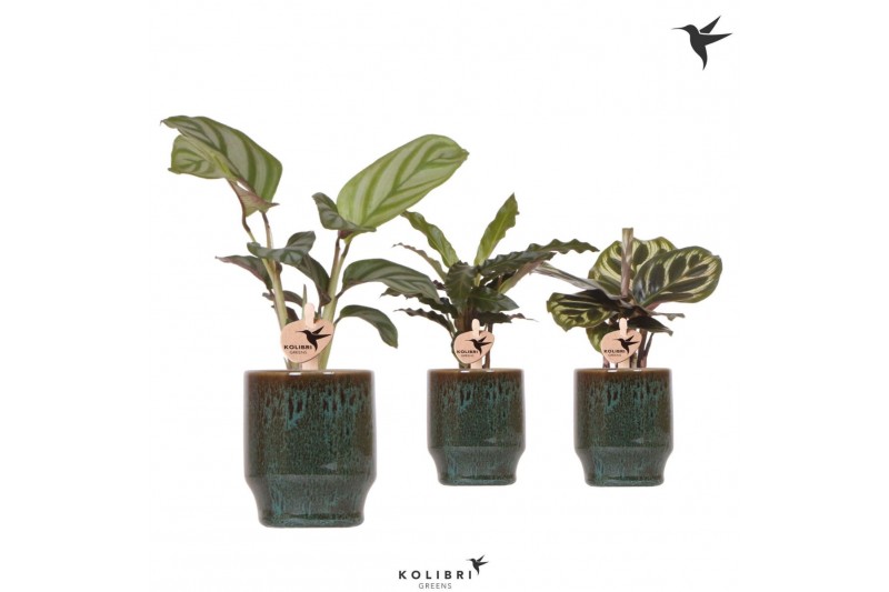 Calathea mix Kolibri Greens Calathea mix in Classy pot green1 pp 