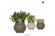 Succulenten mix Kolibri Greens Succulenten mix in Ancient pot Green1 p 