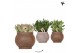 Succulenten mix Kolibri Greens Succulenten mix in Ancient pot brown mi 