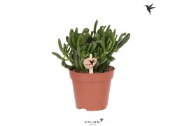 Crassula ovata hobbit Kolibri Greens Succulenten Crassula Hobbit1 pp