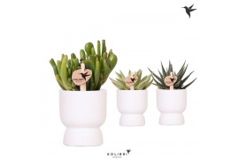 Succulenten mix Kolibri Greens Succulenten mix in Diabolo pot white1 p