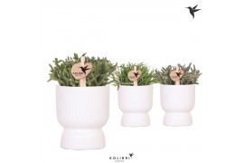 Rhipsalis mix Kolibri Greens Rhipsalis mix in Diabolo pot white1 pp