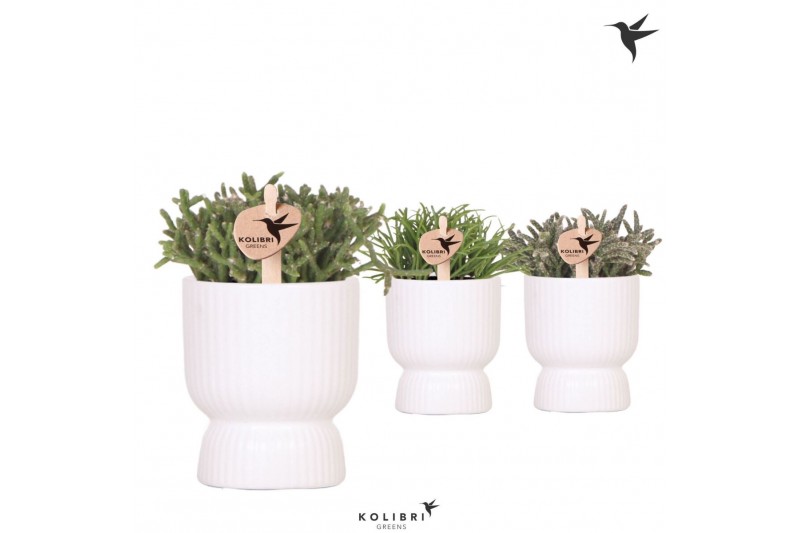 Rhipsalis mix Kolibri Greens Rhipsalis mix in Diabolo pot white1 pp 