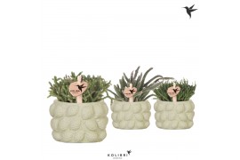 Rhipsalis mix Kolibri Greens Rhipsalis mix in Citrus pot green1 pp