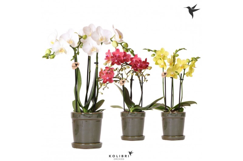 Phalaenopsis multiflora Kolibri Orchids Phalaenopsis mix 3 spike in Fl 