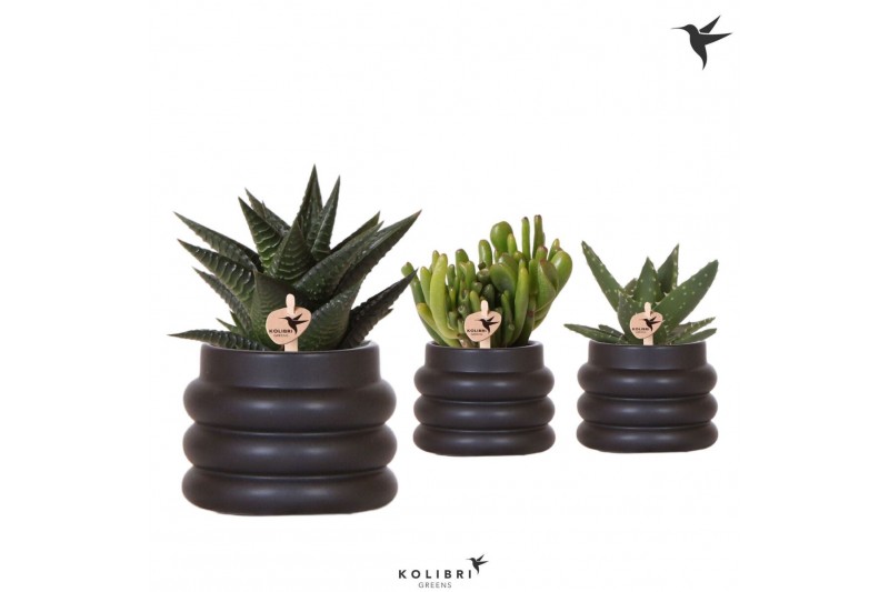 Succulenten mix Kolibri Greens Succelenten mix in Bubble pot black1 pp 