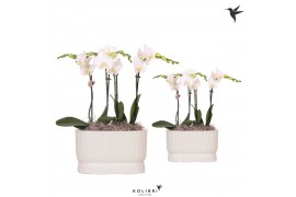 Phalaenopsis Kolibri Orchids Phalaenopsis white 4spike in Diabolo trav
