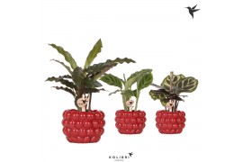 Calathea mix Kolibri Greens Calathea mix in Berry pot1 pp