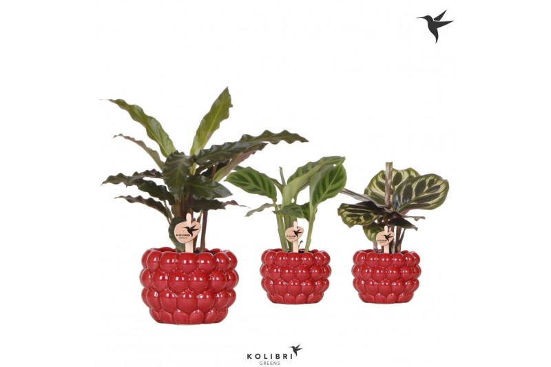 Calathea mix Kolibri Greens Calathea mix in Berry pot1 pp 