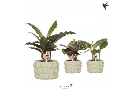 Calathea mix Kolibri Greens Calathea mix in Citrus pot green1 pp