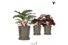 Calathea mix Kolibri Greens Calathea mix in Flower pot green1 pp