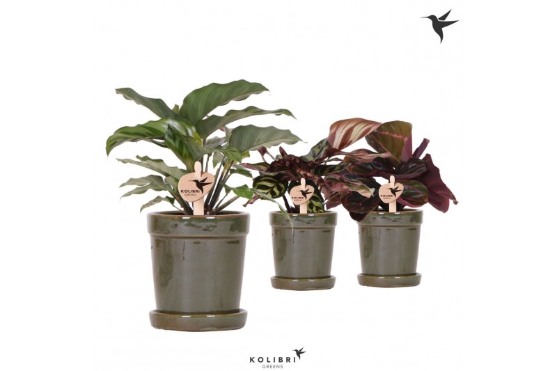 Calathea mix Kolibri Greens Calathea mix in Flower pot green1 pp 