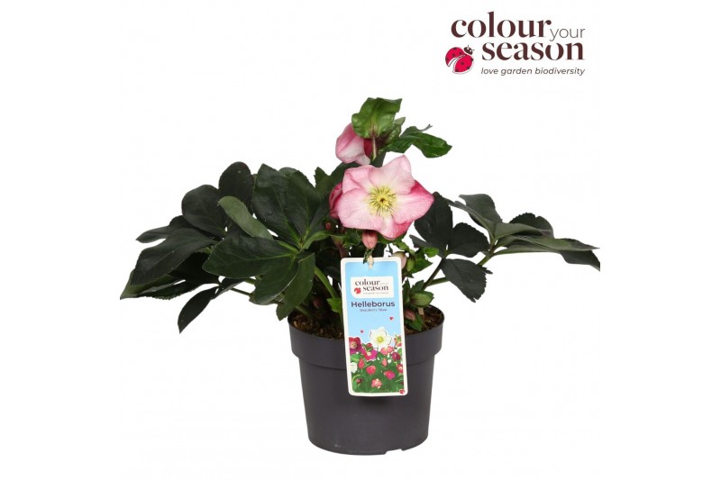 Helleborus Helleborus Strawberry Moon P1910 bl. 1 pp 