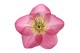 Helleborus Helleborus Strawberry Moon P1910 bl. 1 pp 