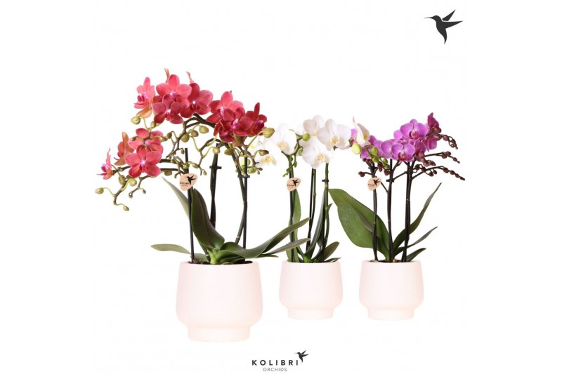 Phalaenopsis multiflora Kolibri Orchids Phalaenopsis mix 3 spike in Sc 