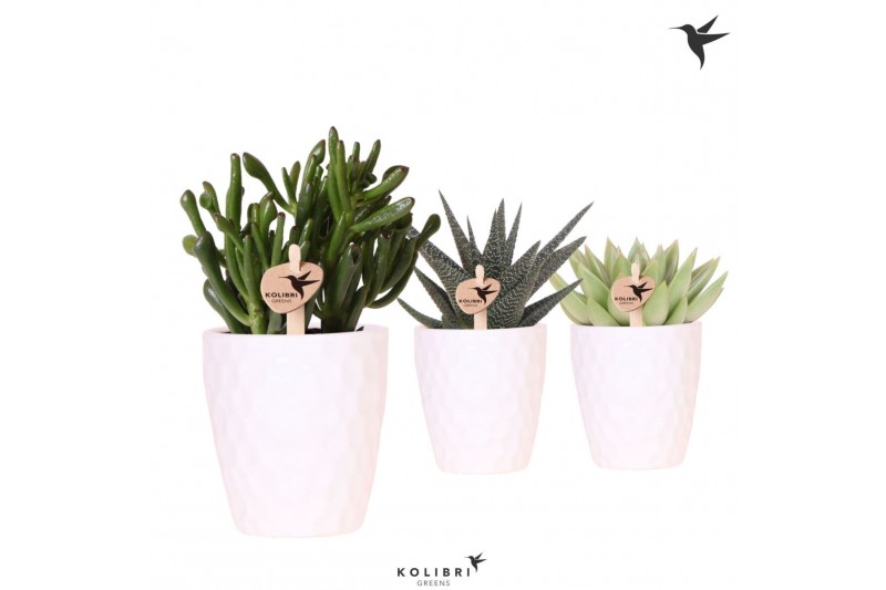 Succulenten mix Kolibri Greens Succulenten mix in Honey pot1 pp 