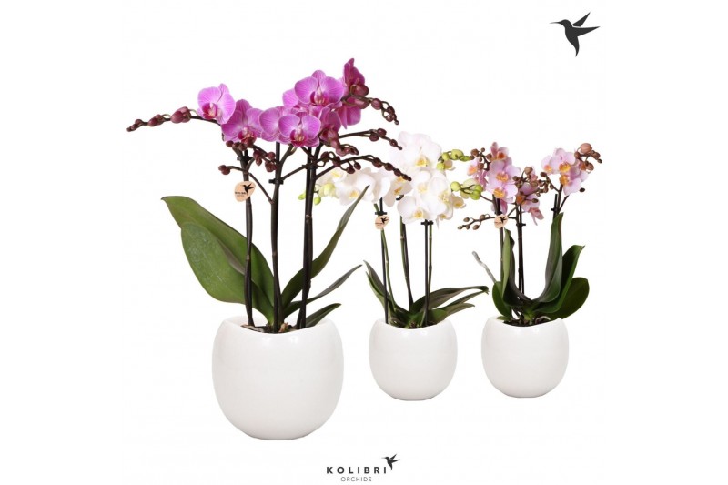 Phalaenopsis multiflora Kolibri Orchids Phalaenopsis mix 3 spike in Bo 