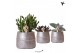 Succulenten mix Kolibri Greens Succulenten mix in Groove pot silver1 p 