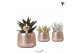Succulenten mix Kolibri Greens Succulenten mix in Luxury pot silver1 p 
