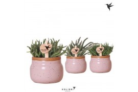 Rhipsalis mix Kolibri Greens Rhipsalis mix in Vintage Bowl pot pink1 p