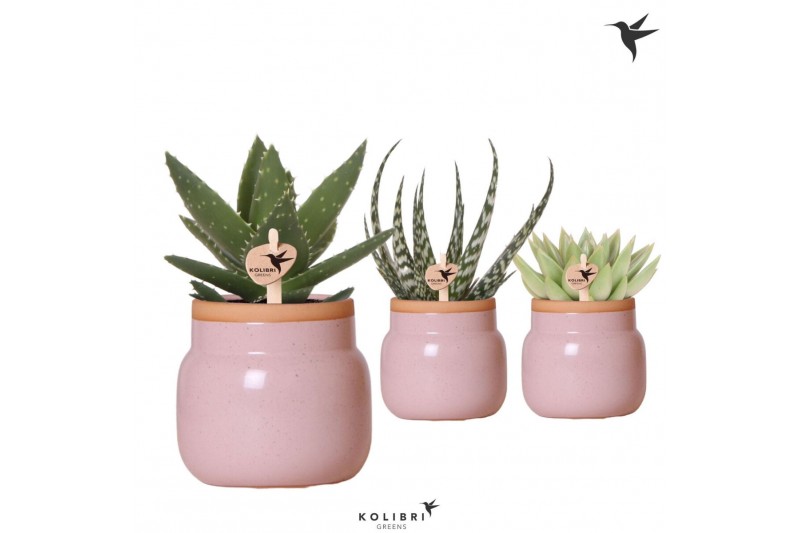 Succulenten mix Kolibri Greens Succulenten mix in Vintage Bowl pot pin 